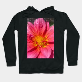 Pink Dahlia in the Rain Hoodie